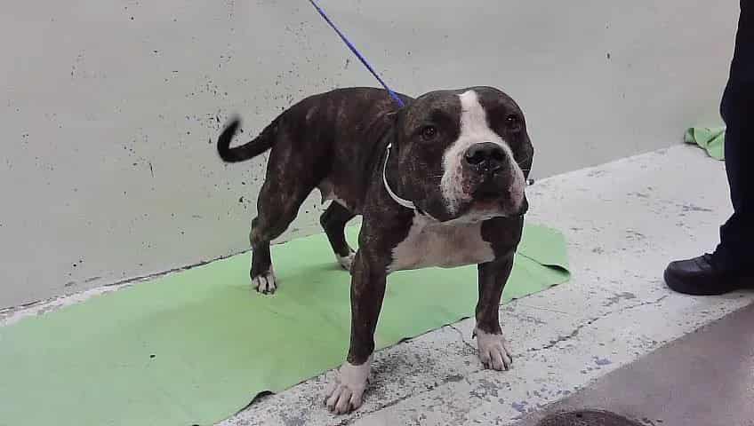 Photo of Lizzie, adoptable American Staffordshire Terrier mix in Houston, Texas