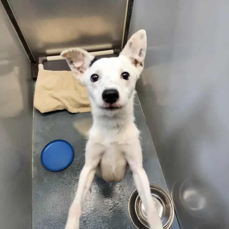 Photo of Ghost, adoptable Chihuahua - Smooth Coated and Staffordshire Bull Terrier in Houston, Texas