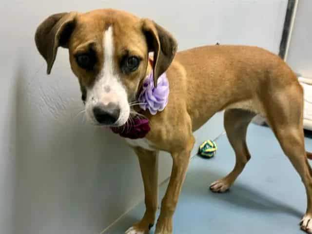 Photo of Lucy, adoptable Beagle mix in Houston, Texas