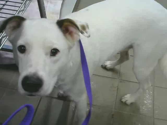 Photo of Bella, adoptable Australian Cattle Dog mix in Albuquerque, New Mexico