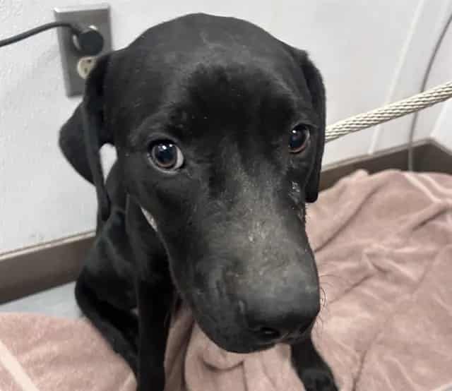 Photo of Spinach, adoptable dog