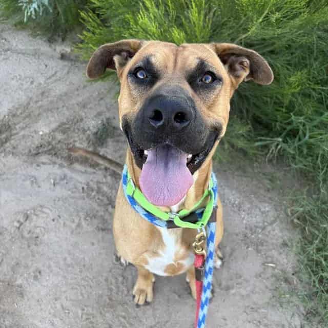 Photo of Scooby, adoptable dog
