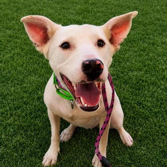 Photo of Gertie, adoptable dog