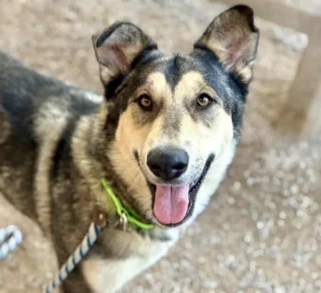 Photo of Selena, adoptable dog