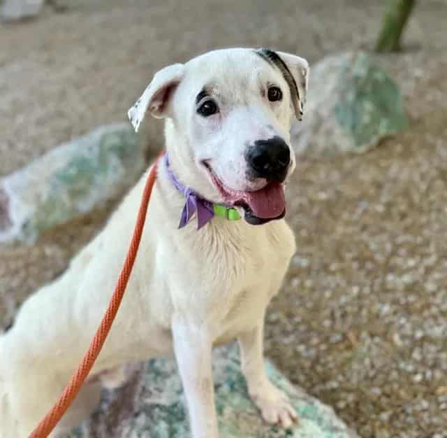 Photo of Spotty, adoptable dog