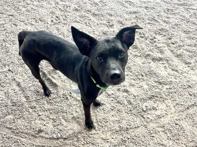 Photo of Rolli, adoptable dog