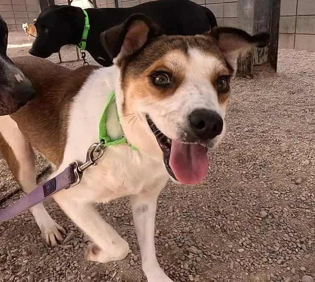 Photo of Firefly, adoptable dog