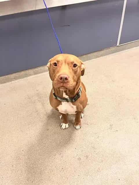 Photo of Humfree, adoptable Terrier mix in Miami, Florida