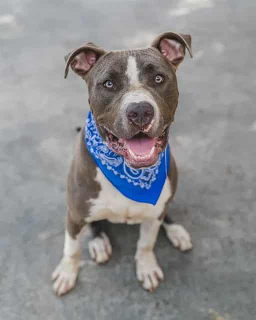 Photo of Milo, adoptable American Bulldog in Miami, Florida
