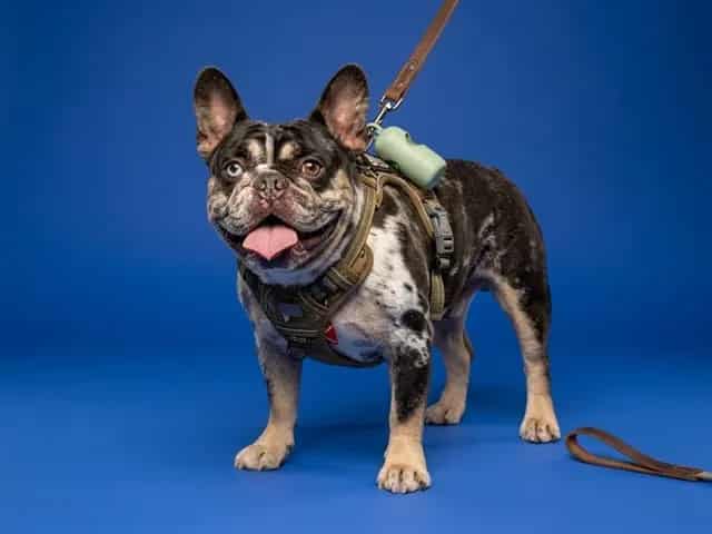 Photo of Dexter, adoptable French Bulldog in Miami, Florida