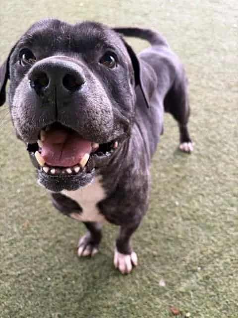 Photo of Prince, adoptable Terrier in Miami, Florida