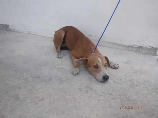 Photo of Ross, adoptable Terrier in Miami, Florida