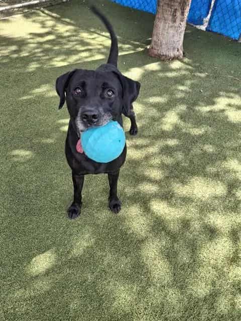 Photo of Bunny, adoptable Terrier mix in Miami, Florida
