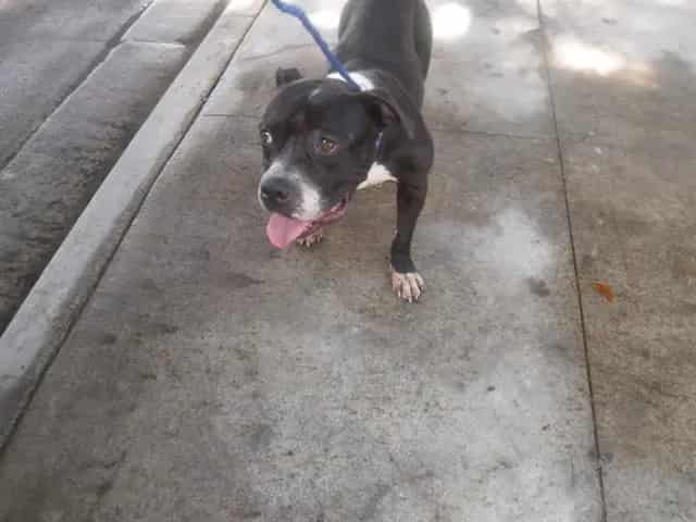 Photo of Rex, adoptable Terrier mix in Miami, Florida