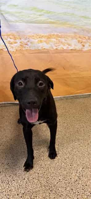 Photo of Jack, adoptable Terrier in Miami, Florida