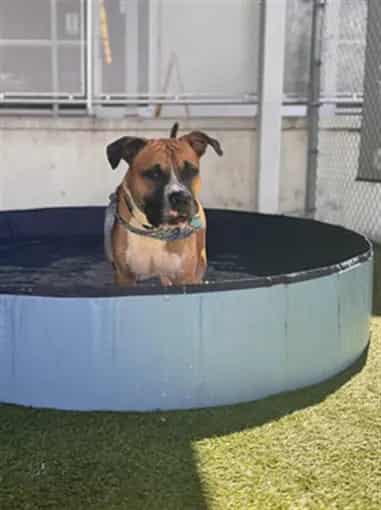 Photo of Prime, adoptable Terrier in Miami, Florida