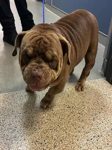 Photo of Pepe, adoptable Pit Bull Terrier mix in Miami, Florida