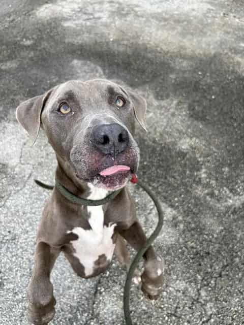 Photo of Blake, adoptable American Bulldog mix in Miami, Florida