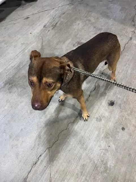 Photo of Tango, adoptable Terrier in Miami, Florida