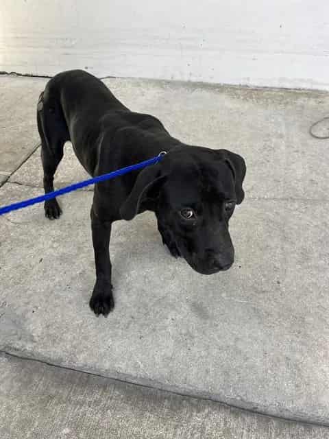 Photo of Billy, adoptable Terrier mix in Miami, Florida