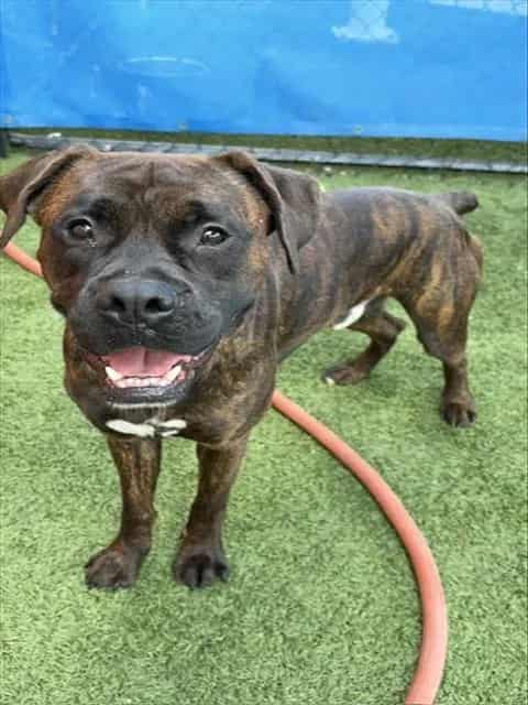 Photo of Rocky, adoptable Boxer in Miami, Florida