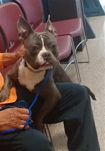 Photo of Setter, adoptable Terrier mix in Miami, Florida