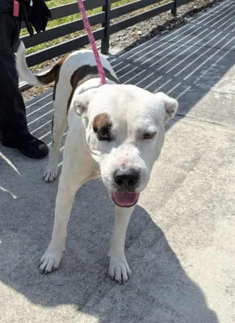 Photo of Spots, adoptable Terrier in Miami, Florida