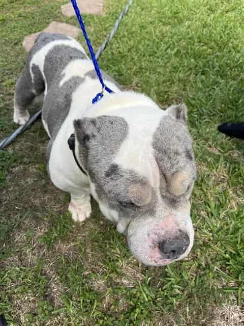 Photo of Thor, adoptable English Bulldog mix in Miami, Florida