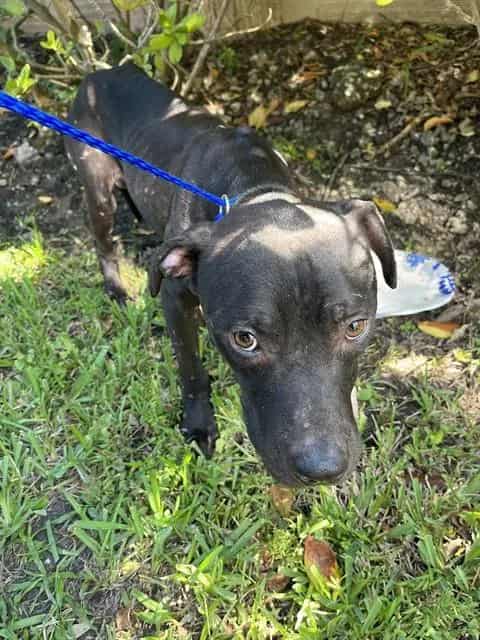 Photo of Knight, adoptable Terrier mix in Miami, Florida