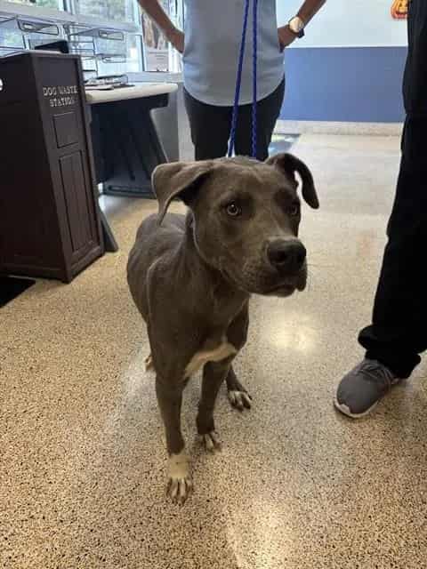 Photo of Rex, adoptable Terrier in Miami, Florida
