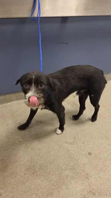 Photo of Jet, adoptable Terrier in Miami, Florida