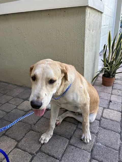 Photo of Buddy, adoptable Labrador Retriever in Miami, Florida
