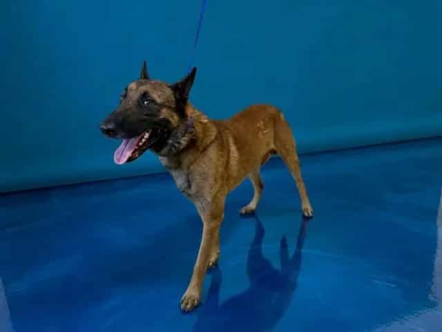 Photo of Rex, adoptable Belgian Malinois in Miami, Florida