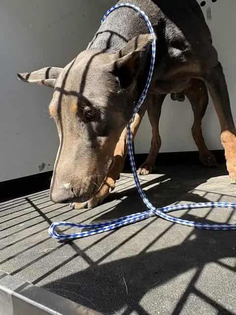 Photo of Senior Doberman Pinscher, adoptable Doberman Pinscher in Bakersfield, California