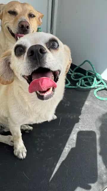 Photo of Senior Chihuahua - Smooth Coated, adoptable Chihuahua - Smooth Coated in Bakersfield, California