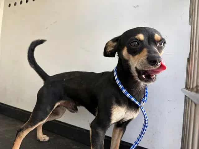 Photo of Senior Chihuahua - Smooth Coated, adoptable Chihuahua - Smooth Coated in Bakersfield, California