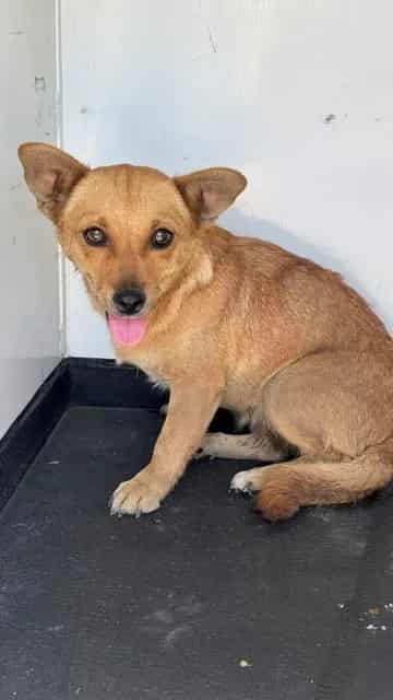 Photo of Senior Chihuahua - Smooth Coated, adoptable Chihuahua - Smooth Coated in Bakersfield, California