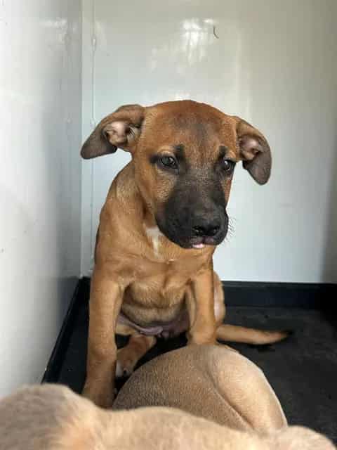 Photo of Senior Pit Bull Terrier, adoptable Pit Bull Terrier in Bakersfield, California