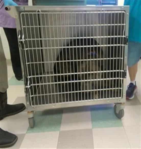 Photo of Senior Neapolitan Mastiff, adoptable Neapolitan Mastiff in Oklahoma City, Oklahoma