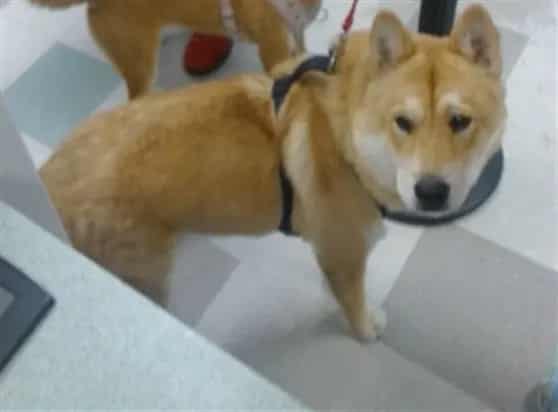 Photo of Senior Akita mix, adoptable Akita mix in Oklahoma City, Oklahoma