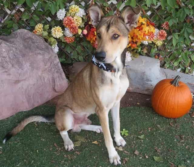 Photo of Duffy, adoptable German Shepherd Dog mix in Oklahoma City, Oklahoma