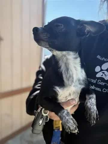 Photo of Nala, adoptable Chihuahua - Smooth Coated mix in Salinas, California