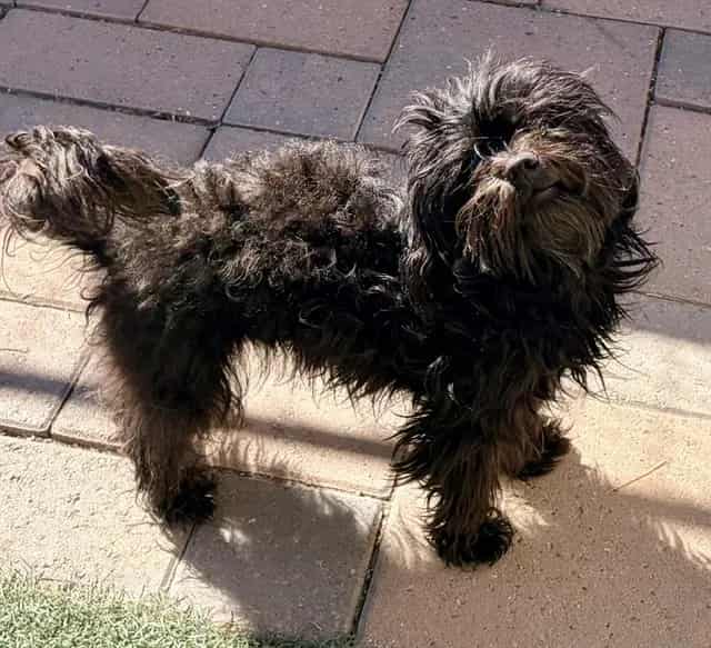 Photo of Nemo, adoptable Shih Tzu in Salinas, California