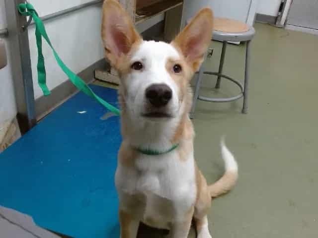 Photo of Senior Australian Cattle Dog mix, adoptable Australian Cattle Dog mix in Devore, California
