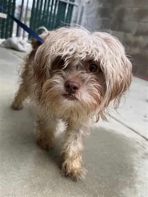 Photo of Senior Maltese, adoptable Maltese in Devore, California