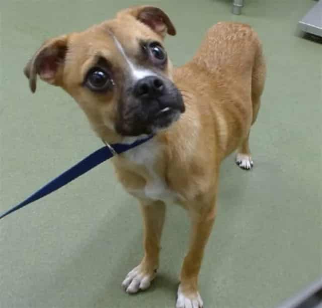 Photo of Senior Boxer and Pug, adoptable Boxer and Pug in Devore, California