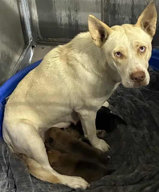 Photo of Senior Husky mix, adoptable Husky mix in Devore, California