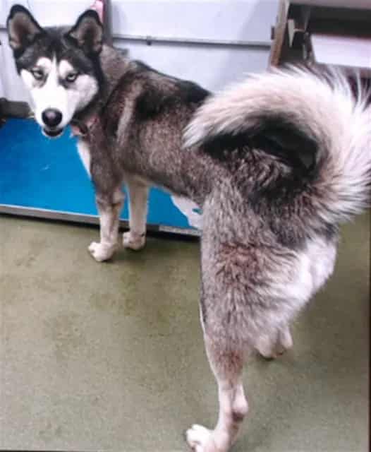 Photo of Senior Husky, adoptable Husky in Devore, California