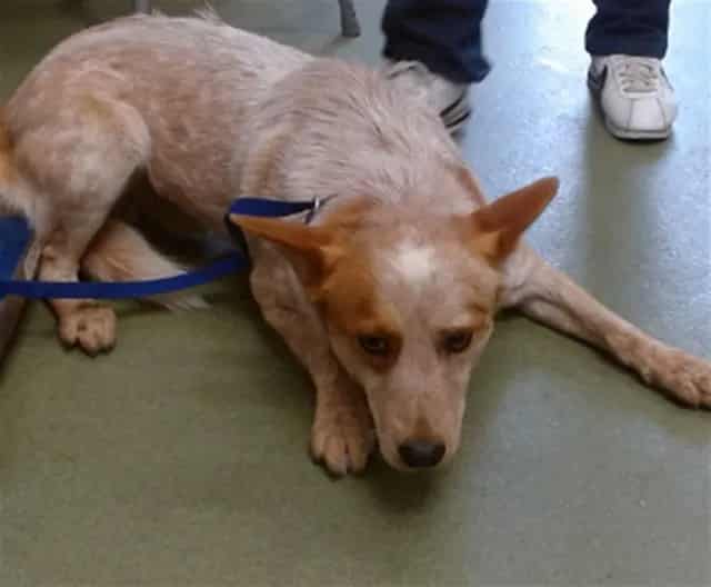 Photo of Senior Australian Cattle Dog, adoptable Australian Cattle Dog in Devore, California
