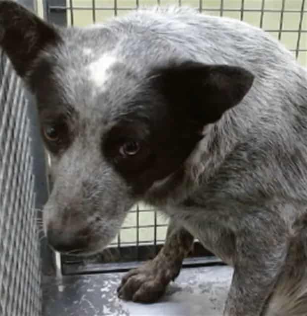 Photo of Senior Australian Cattle Dog, adoptable Australian Cattle Dog in Devore, California